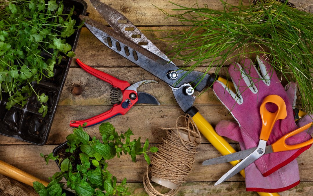 Gardening Made Easy: Essential Tools and Expert Tips for Your Dream Garden